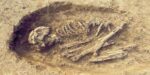descubrimientos clave de fósiles humanos